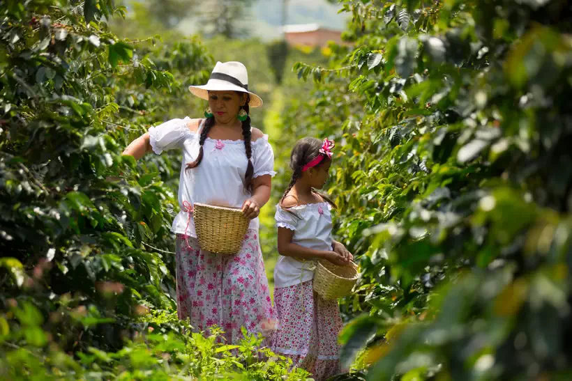 Colombian Coffee Cultivation