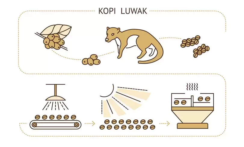 Kopi Luwak Coffee Process 01