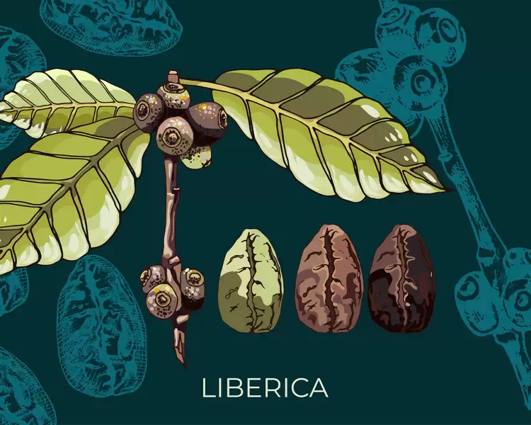 Liberica Beans